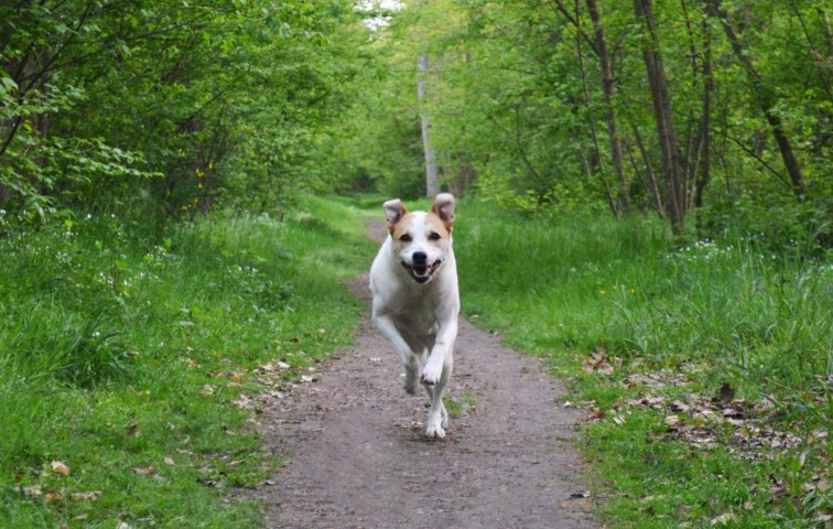 Ruby läuft fröhlich auf einem Waldweg auf die Kamera zu