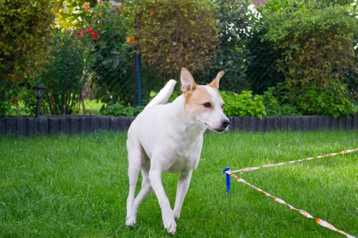 Longieren – mentale & körperliche Auslastung für Deinen Hund